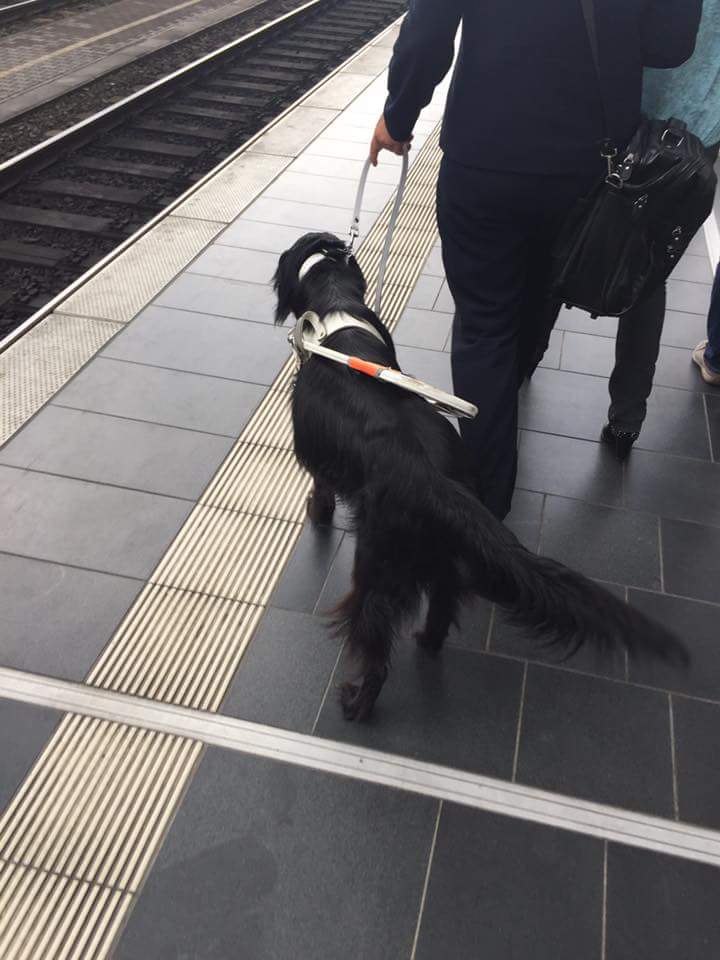 Assistenzhund assistenzhund